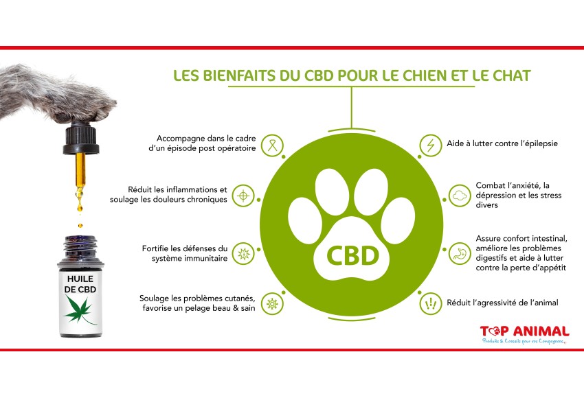 CBD Chien et chat - L'huile de chanvre pour le stress et l'arthrose